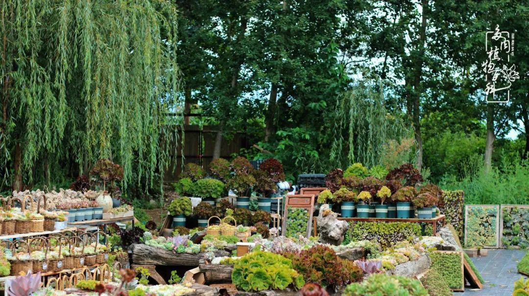  『植物』八种号称“养不死”的多肉,你养了几种?