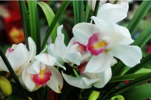  「观赏价值」俗话说一花一世界，家里养上这些花草，空气清新，观赏价值也极高