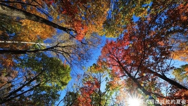 9月来袭!彩林红叶齐绽放,快让国内这6个地方承包整个秋天