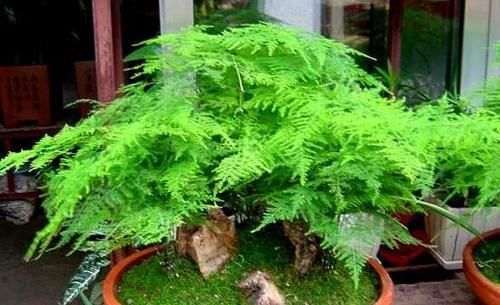  #好处#此植物叶葱绿，养护在室内好处多