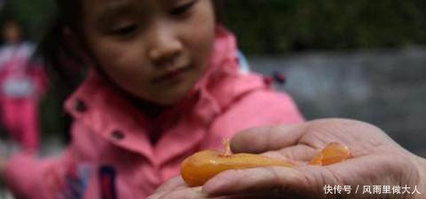 农村老人捡到“稀有物种”，上交国家却为何被退回