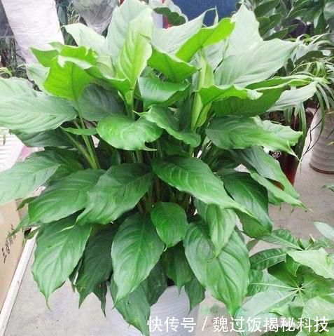  轻松：客厅养3种“绿植”，四季常绿，吸收灰尘又灭菌，轻松长爆盆
