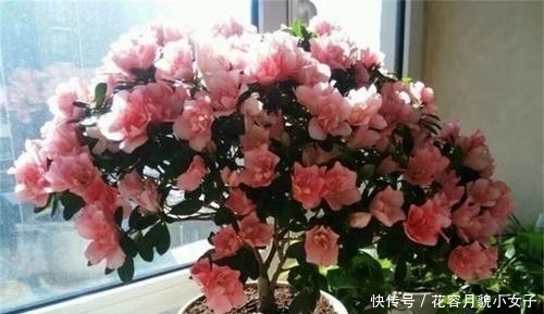  [万能]什么腐叶土都不如这种土，它才是养花的万能土，养啥都旺盛