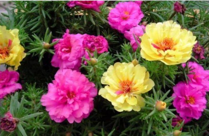  「热越」天热养花首选这几款，迎着烈日开花美越热越开花，给你一个清凉夏