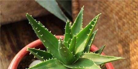 【会让芦荟】养芦荟,记住1个小要点,侧芽冒20个,叶片翠绿肥厚,一年爆盆