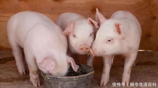  「养殖场」国家取消农村养猪禁令，农民可以像过去那样建养殖场