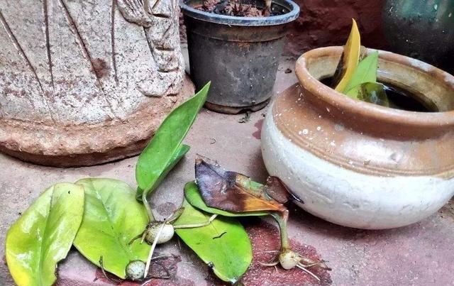  「植物」多肉植物掉叶子?趁着春天,捡几片埋土里,30天后就是一盆花