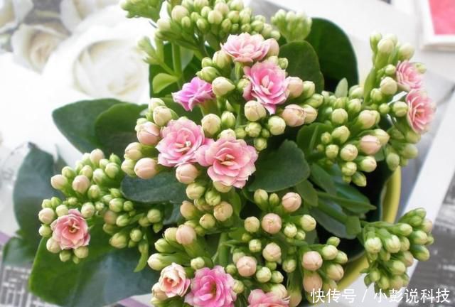 还要■春季正是扦插的黄金时期,错过还要等来年,赶紧动起来吧!