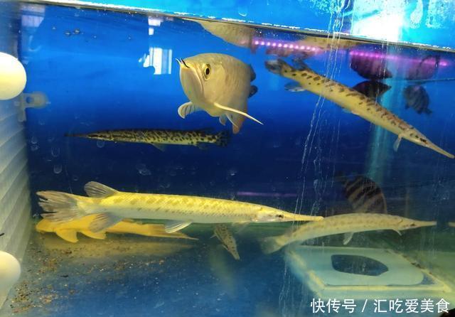 腾出■买了两个超大困水桶,能装五百斤水,腾出鱼缸饲养中大型观赏鱼