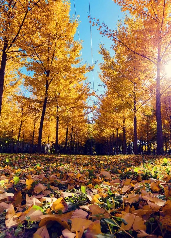 为什么路边很常见的银杏树，还被世界列为濒危物种呢？