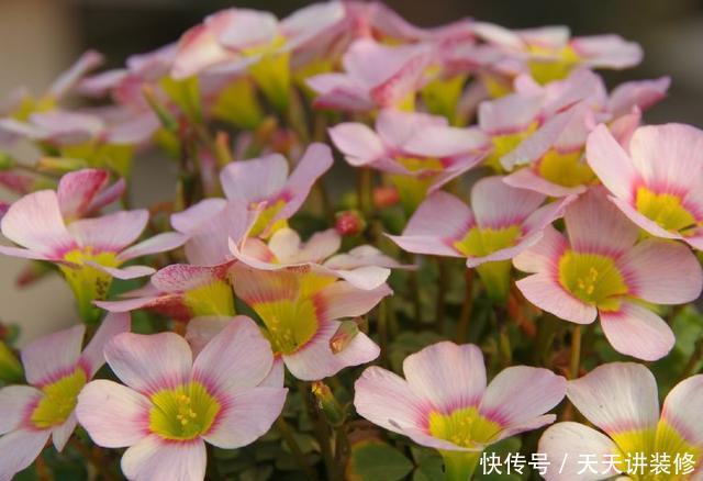  [图片作者]15种超级好养的花，不死鸟居然不是第一，“养花杀手”们试一试吧