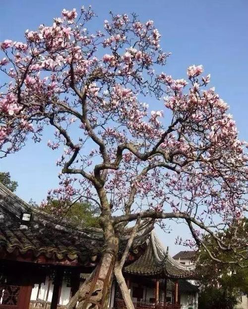  [种植]中国人的院子，最适合种这12种树！你家有吗？