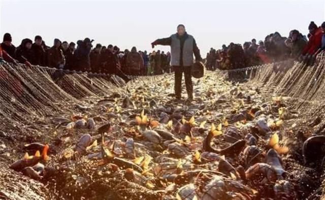 查干湖的鱼为什么越捞越多了?渔民:你看这群商人,哪有这么干的