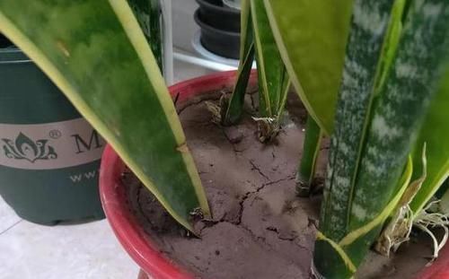 『绿萝』栽种虎皮兰如何四季常青多注意4点,比绿萝、吊兰更赏心悦目