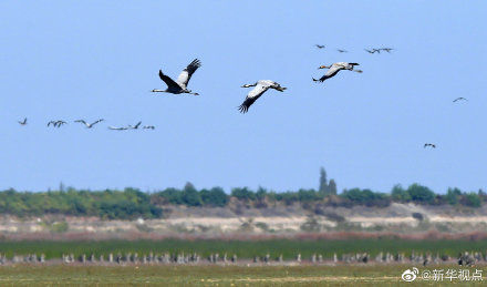 壮观!大批候鸟飞抵鄱阳湖越冬