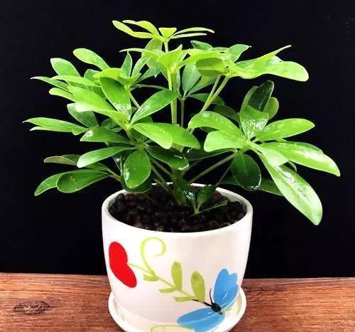 水里|这4种花,剪个枝插水里,10天就生根,当下季节最佳