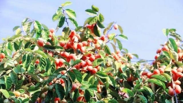  「惊讶」很多人都有多汁的植物，但是如果你尝试这些果树，你会惊讶的