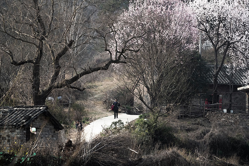 大别山区有个古朴而秀美的地方，借问此地在何处，牧童遥指杏花村