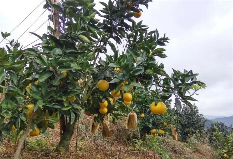  【红柚】价格年年跌，有人改新品种，一斤4元不愁卖，农民：种了