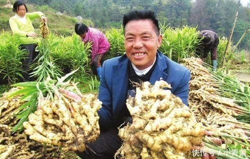 农村这一霸气的农作物，亩收入万元，却没人敢种，这是为何？