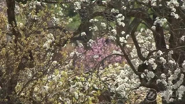 春季花开哪家强？云南16州市最美赏花点看过来！