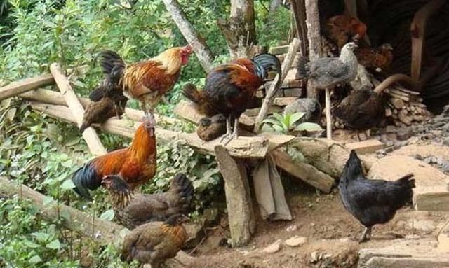 许多年轻人回到了农村，利用山林、林果地养鸡发了财！