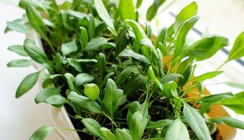  天能：阳台花盆里，撒下1把“菜籽”，30天能采摘，盆栽的蔬菜吃不完