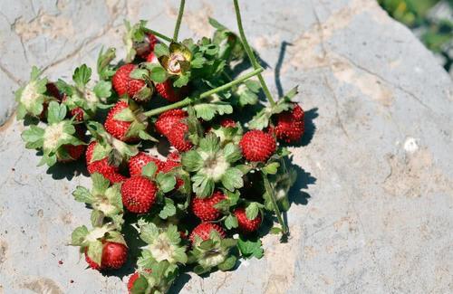 农村茅厕边的“草莓”，老人说蛇爬过不能吃，殊不知价值好珍贵