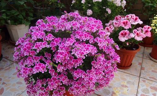  家里■比香水还好闻的几种花，花美还提神，家里养1盆，异味全吸没