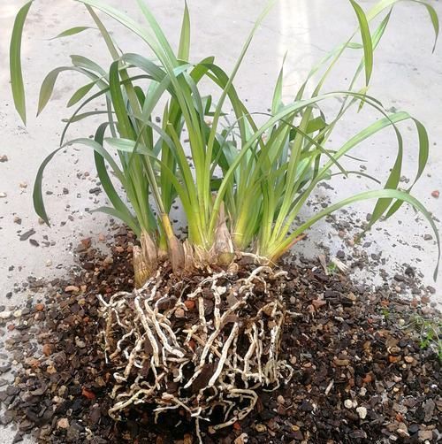  「芦头」养大花蕙兰就是要挤，越挤越容易开花爆盆，适当分株更健康