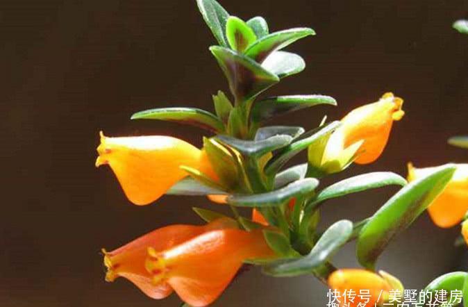  #枯萎#花卉种植技术：观赏花卉金鱼吊兰怎么种植，花苞干掉枯萎怎么办？