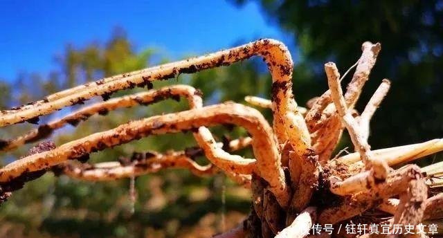 「深盆」野生兰花的根都不深,可为什么种植都用深盆这么说就明白了