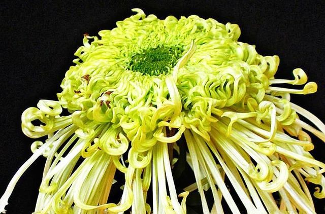  「优雅」喜欢欣赏菊花，我会保留一壶《菊中珍品》，随风飘绿，像飘逸的丝绸，优雅迷人