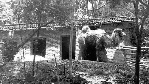  绝版@揭秘一组长沙绝版老照片,看过的人哭了!看懂的人都老了!