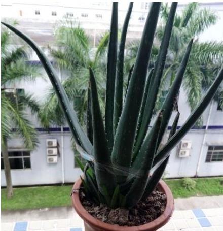  『甲醛』这“3种”绿植摆客厅，既能吸甲醛，又能除病菌，养一盆都值了！
