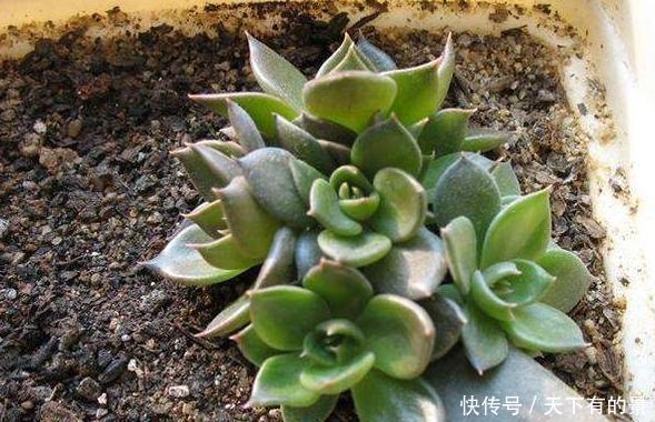 #春天#春天多肉不上色,夏季该怎么办?注意3点,每片叶子都五彩斑斓