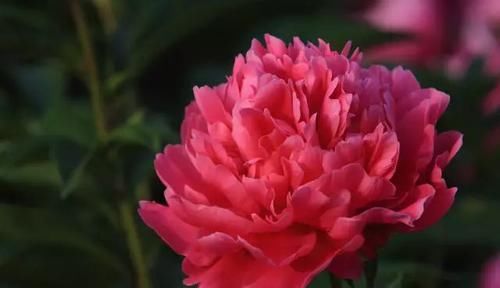  『常见』30种 · 野外常见植物，你叫啥？