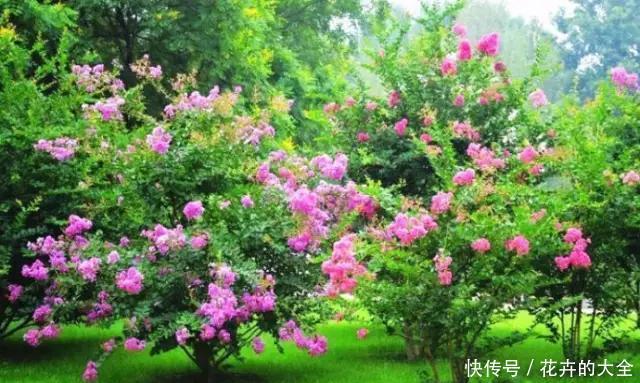 #养花#养花,是一种优雅的修行!
