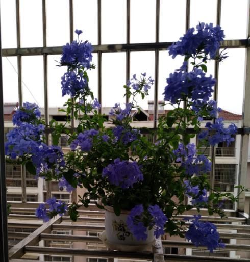 「小花」1米宽的防盗窗,也能开成小花海,一年四季有花看!