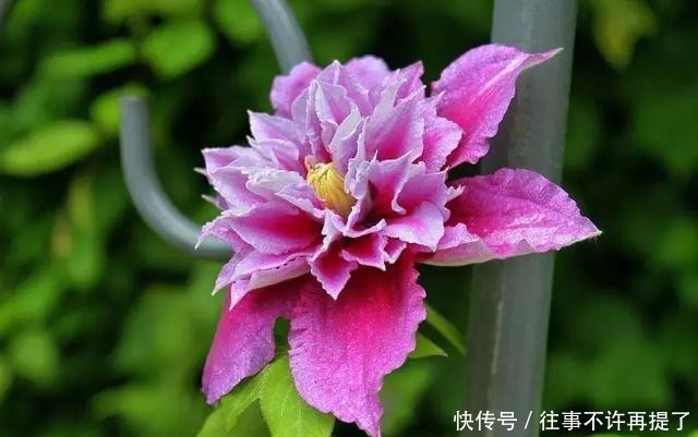  【喜热】3种花“喜热花”，不怕晒太阳，越晒越“出彩”，现在养正适合