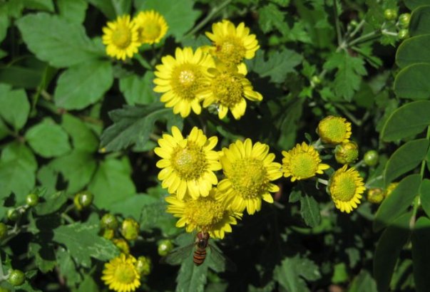 乡下路边的小黄花，农民们看到像野草时，却不知50元一斤