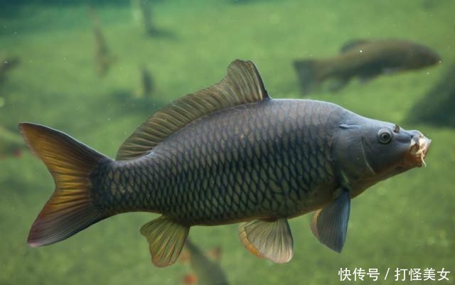 「水体溶氧量」夏初高温天气下,好钓鱼吗?