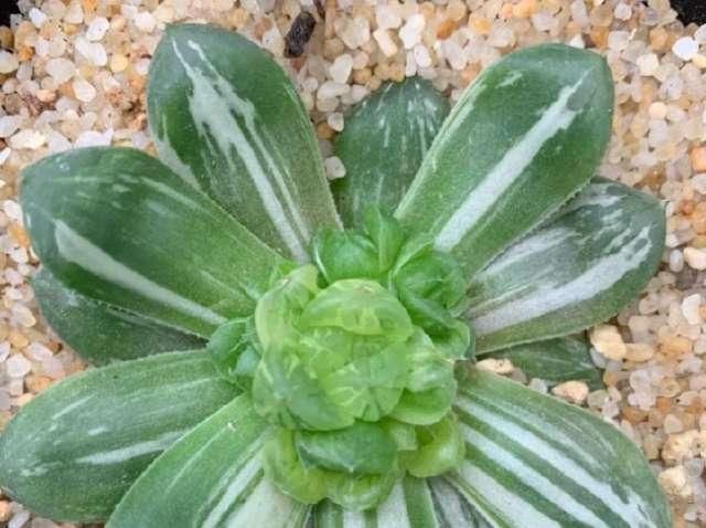  「玉露根部」4月底玉露还能砍头吗？砍头注意哪些事项？