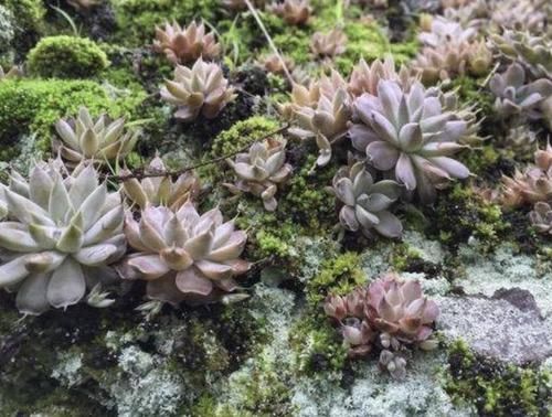  「值钱」山坡上，有2种多肉植物像“杂草”，挖2棵种在花盆里，变值钱！