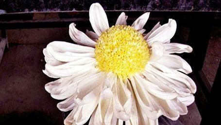  『优良』喜欢菊花，不如养盆优良名菊“黄水明珠”，花似荷包蛋，美丽高雅