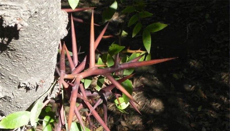  [皂角树]30年前大量被砍掉，如今一斤200元，农民又开始种植