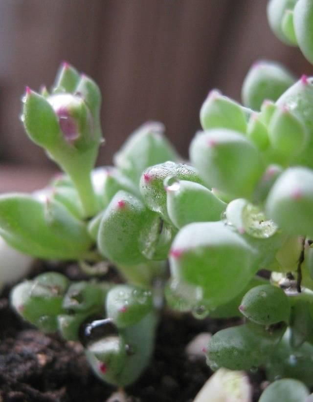  【放在阳光充】白凤菊是番杏科覆盆花属的多肉植物，白凤菊不是菊花，它应该这样养