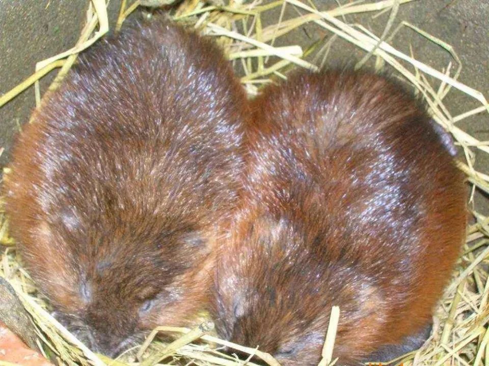  「麝香」曾是农业一大害兽，它的粪便能代替麝香，如今百元一只