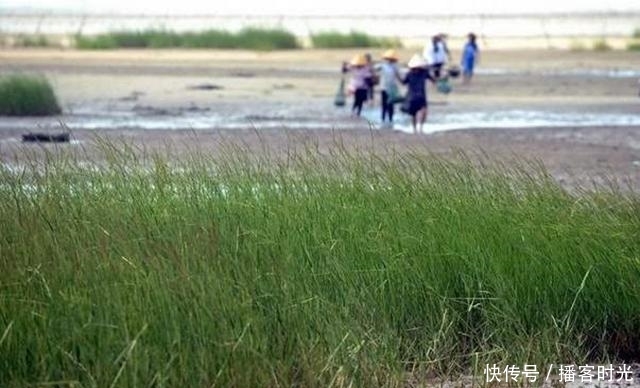  [我国]40年前引入我国种植，曾被农民津津乐道，如今却将它列入