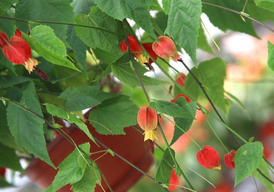  特别■天气越来越热，阳台种植这些耐热花朵就好了，花朵蹭蹭窜